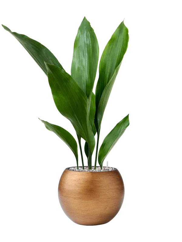 Aspidistra elatior in Capi Lux Retro Office Plant With Pot 68cm Height 15.5cm Dia