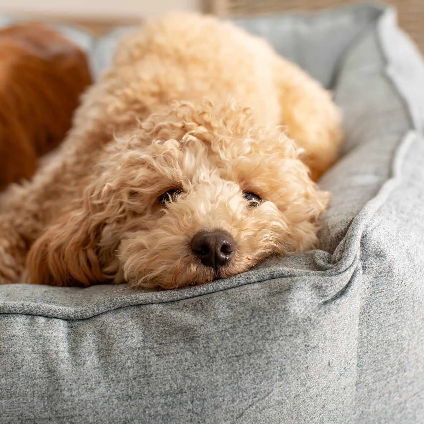 Box Bed In Inchmurrin Iceberg by Lords & Labradors