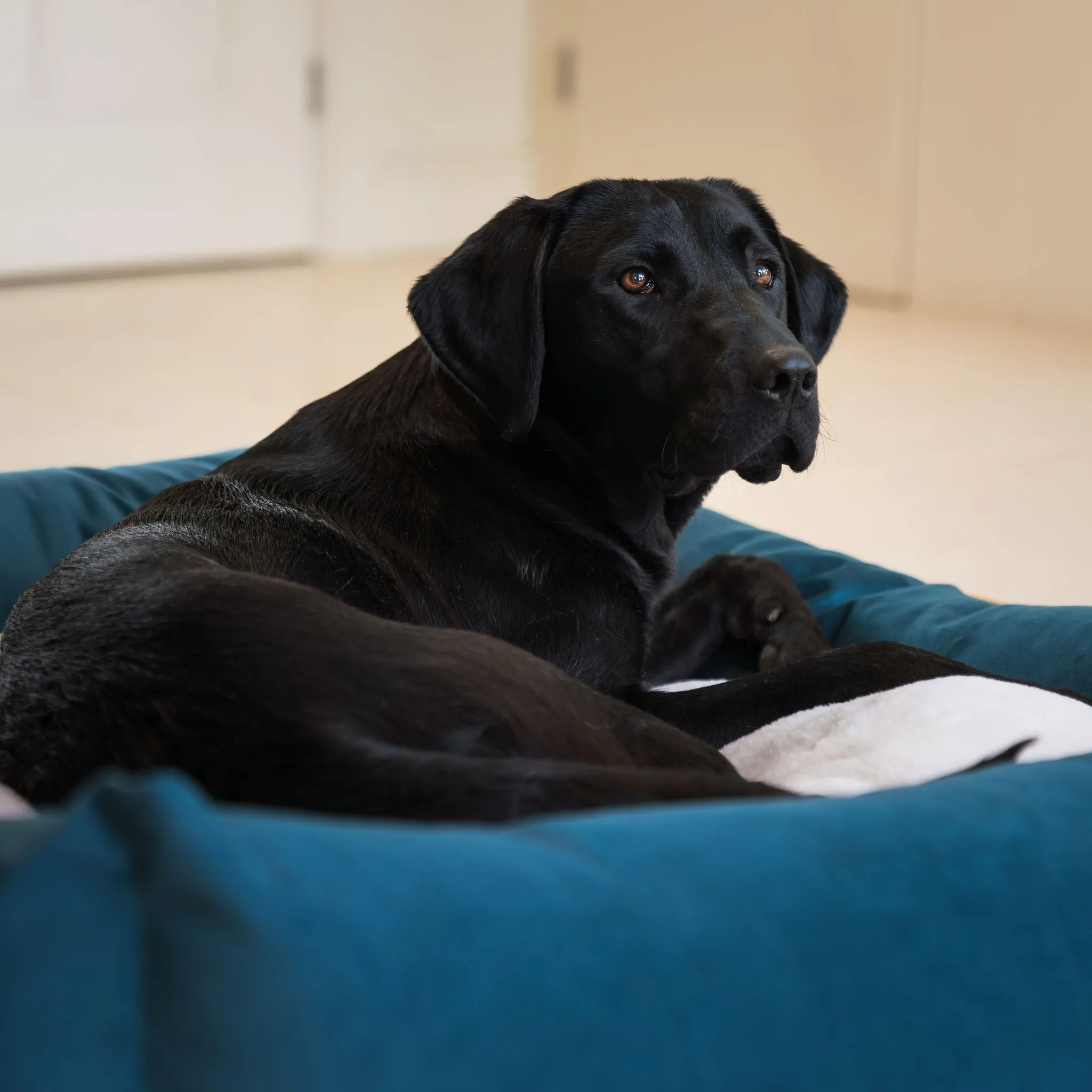 Box Bed In Marine Velvet by Lords & Labradors