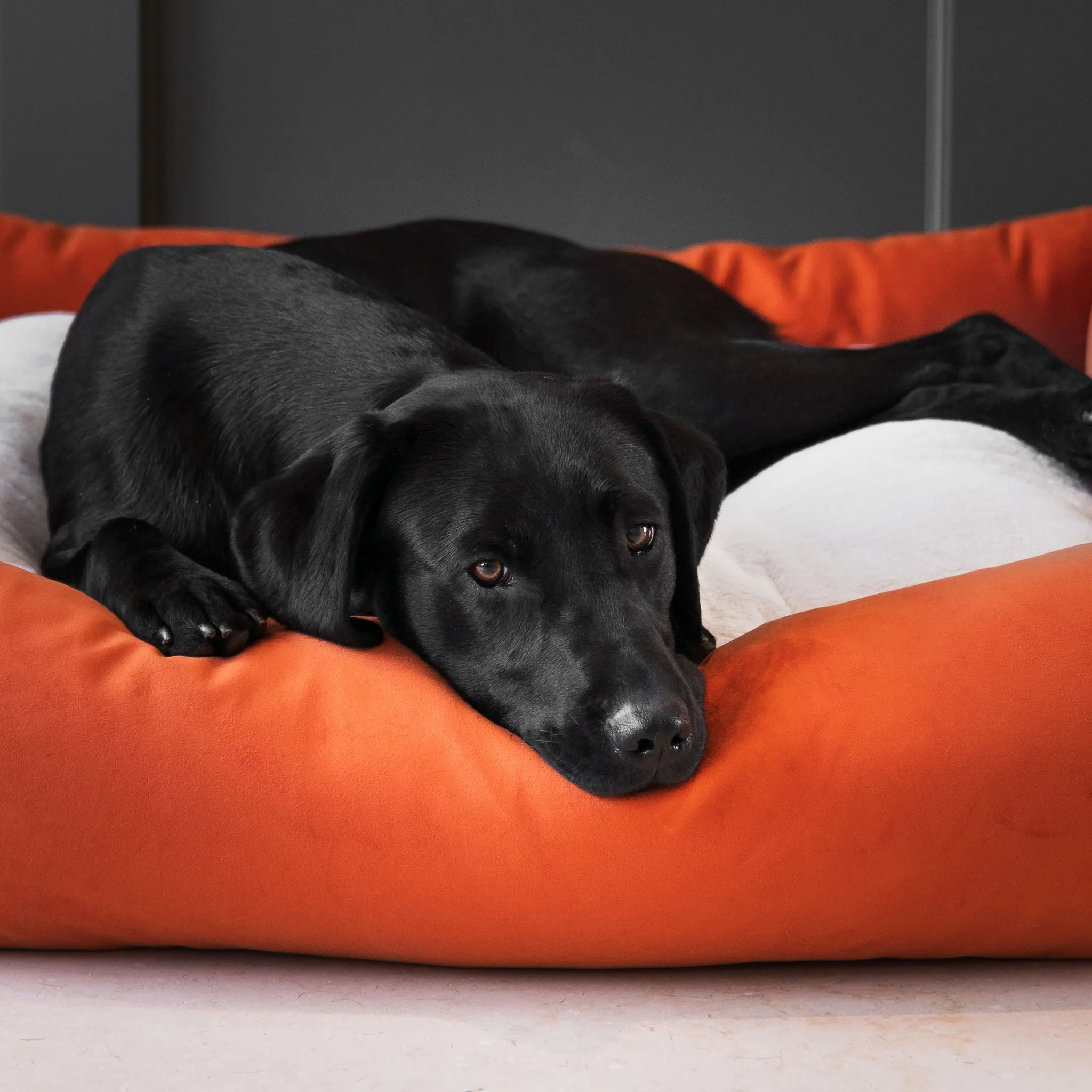 Box Bed With Removable Covers In Pumpkin Velvet by Lords & Labradors