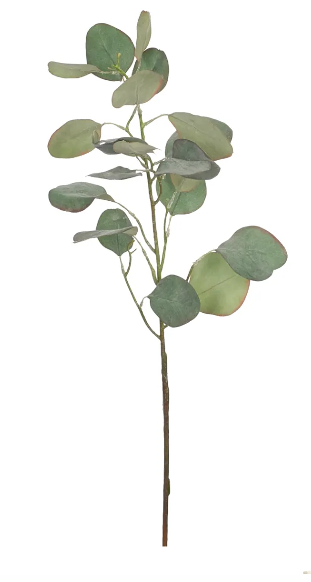 EUCALYPTUS STEM