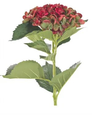 HYDRANGEA STEM